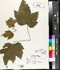 Acer spicatum image