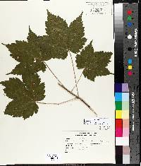 Acer spicatum image