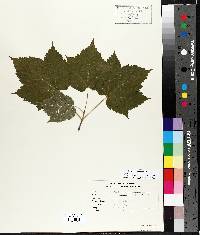 Acer spicatum image