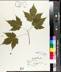 Acer spicatum image