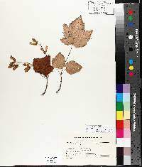 Acer spicatum image