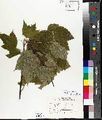 Acer spicatum image