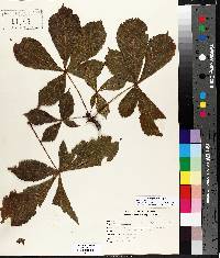 Aesculus hippocastanum image