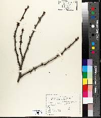 Zanthoxylum americanum image