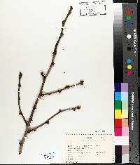 Zanthoxylum americanum image