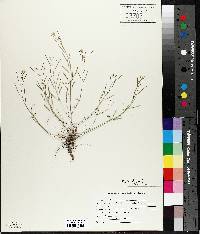 Arabidopsis lyrata image