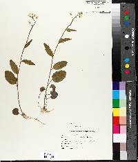 Cardamine bulbosa image