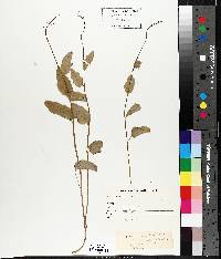 Cardamine bulbosa image