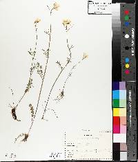 Cardamine pratensis image