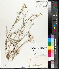 Sisymbrium altissimum image