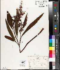 Rumex verticillatus image