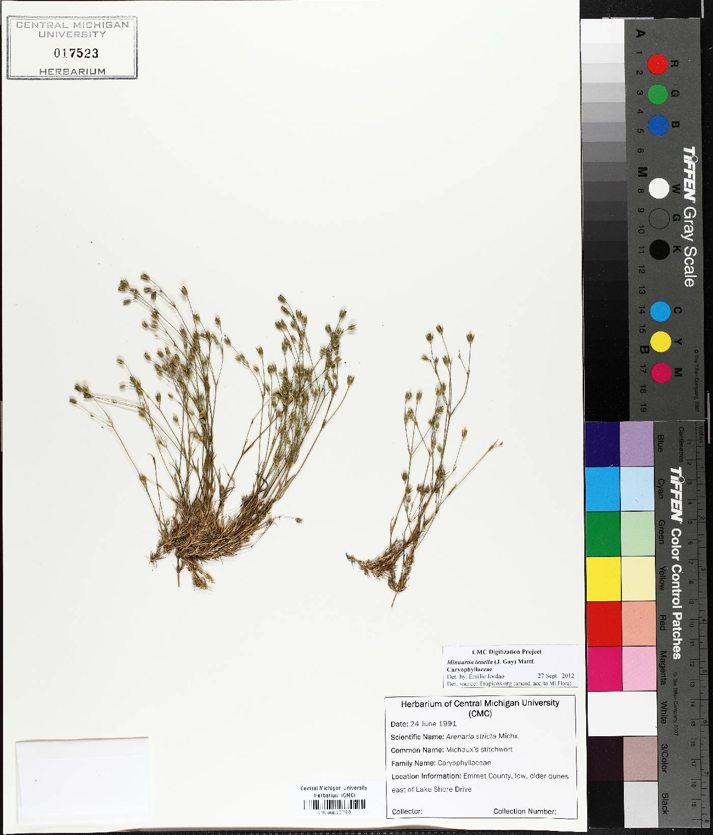 Sabulina macra image