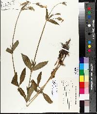 Silene latifolia image