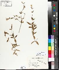 Silene latifolia image