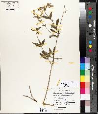 Silene latifolia image