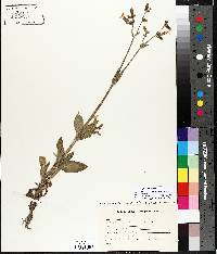 Silene latifolia image