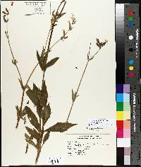 Silene latifolia image