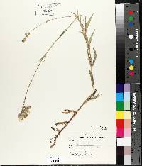 Silene vulgaris image