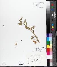 Blitum capitatum image