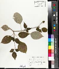 Cornus alternifolia image