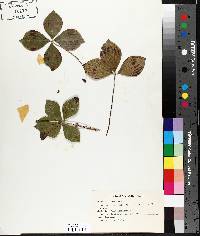 Cornus canadensis image