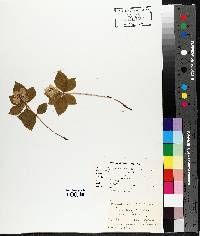 Cornus canadensis image