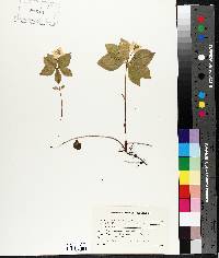 Cornus canadensis image