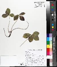 Cornus canadensis image