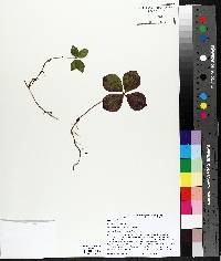 Cornus canadensis image