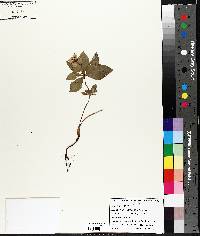 Cornus canadensis image