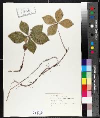 Cornus canadensis image