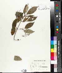 Cornus racemosa image