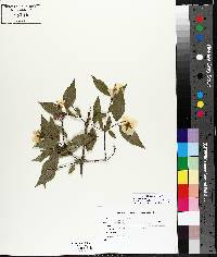 Philadelphus inodorus image