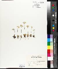 Primula mistassinica image