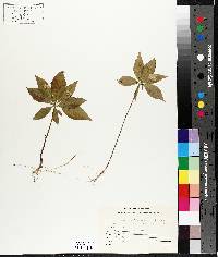 Trientalis borealis image