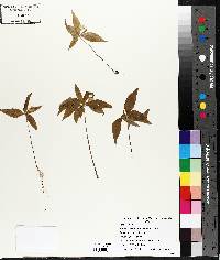 Trientalis borealis image