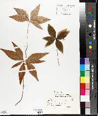 Trientalis borealis image