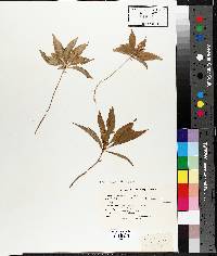 Trientalis borealis image