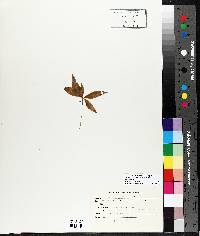 Trientalis borealis subsp. borealis image