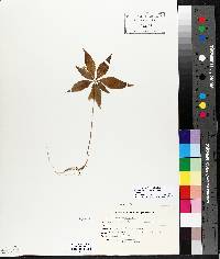 Trientalis borealis subsp. borealis image