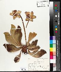 Sarracenia purpurea image