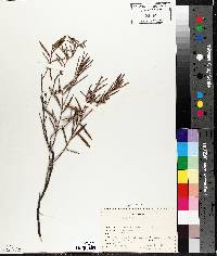 Andromeda polifolia var. latifolia image