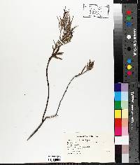 Andromeda polifolia image