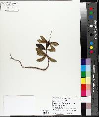 Chimaphila umbellata image