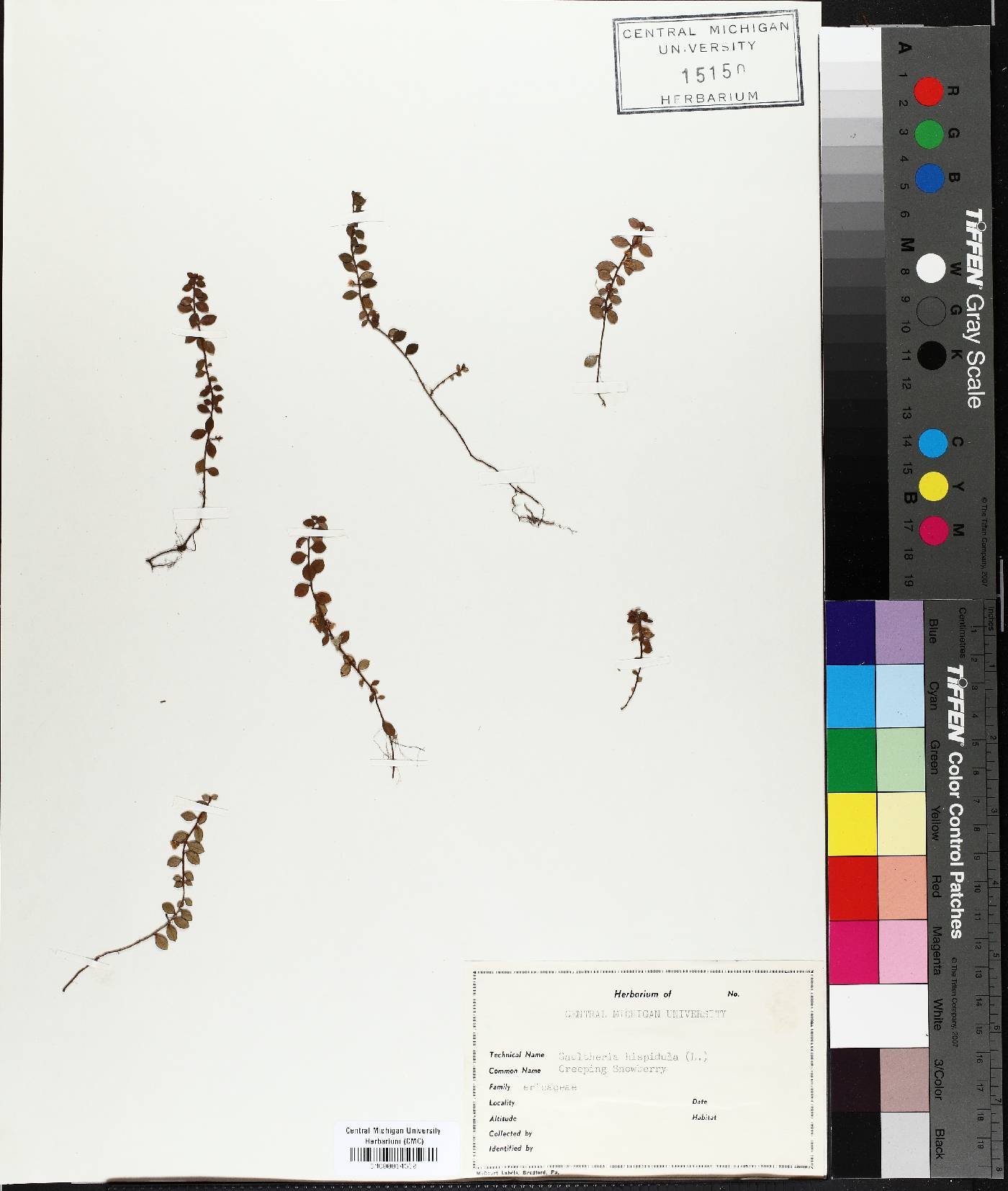 Gaultheria hispidula image