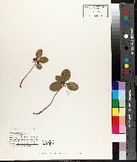 Gaultheria procumbens image