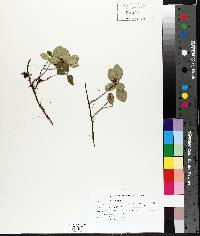 Gaultheria procumbens image