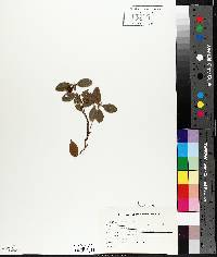 Gaultheria procumbens image