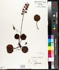 Pyrola asarifolia image