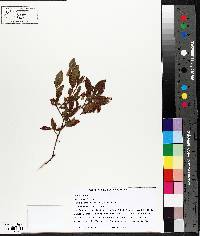 Vaccinium angustifolium image